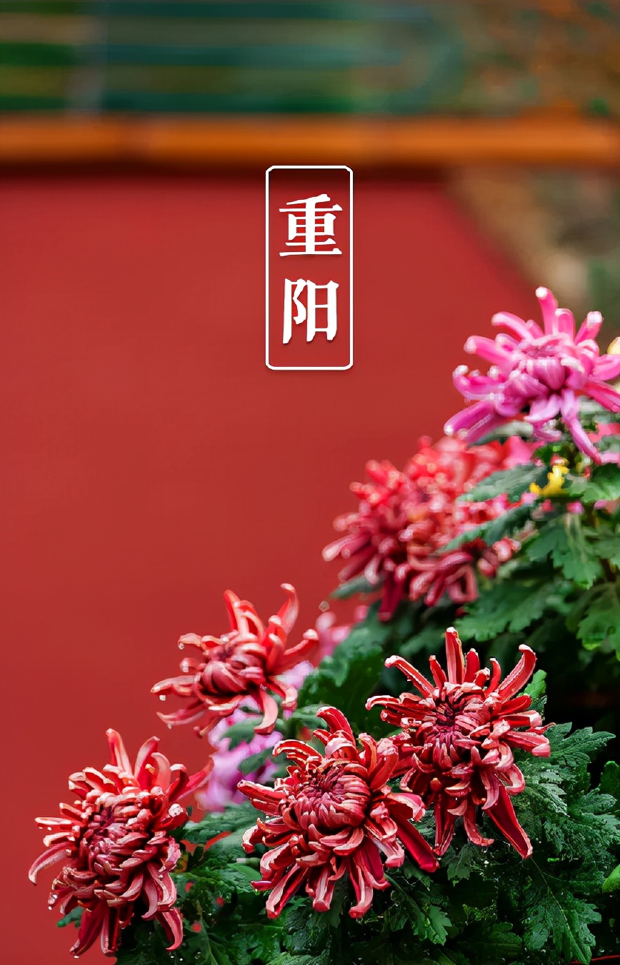 重阳节诗句古诗大全（节日古诗词的100首）