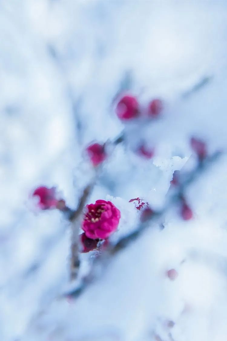 赞美雪的诗句古诗大全（下雪的正能量句子）