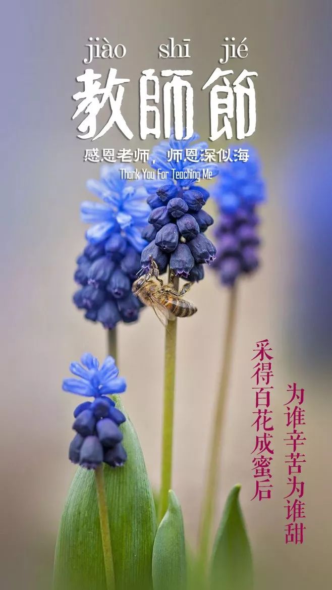 关于教师的诗句和名言（描写老师的名言警句）