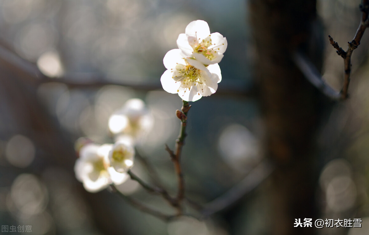 描写梅花的优美句子短句（写一句关于梅花的短句）