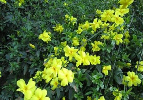 迎春花诗句古诗大全（赞美迎春花的名诗名句）