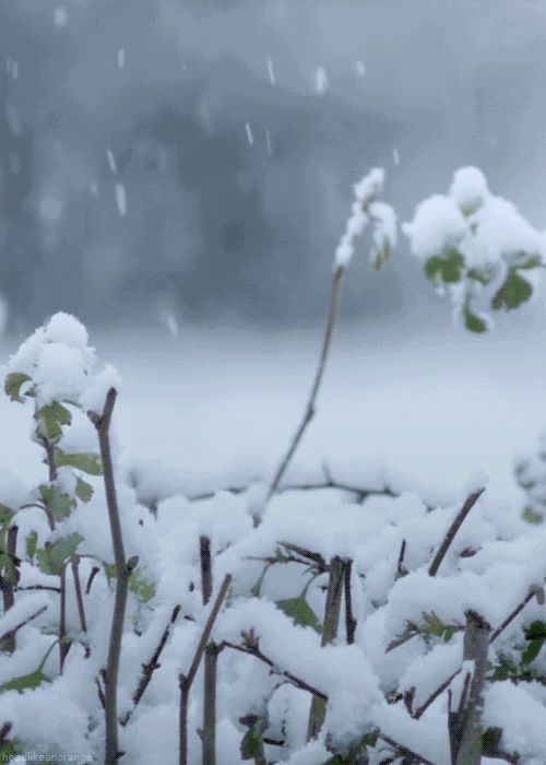 雪景的诗句古诗（描写冬天雪景的诗句）