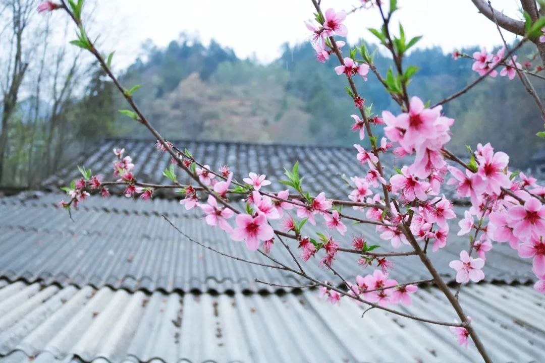 桃花的诗句唯美句子（描写桃花的诗句古诗）