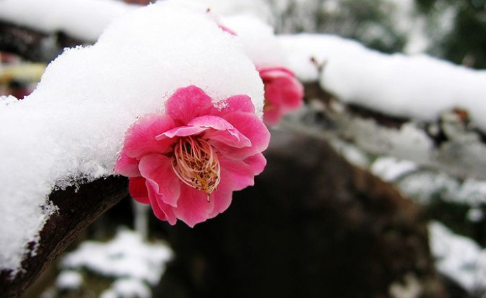 梅花的句子唯美短句（最经典的梅花诗词）