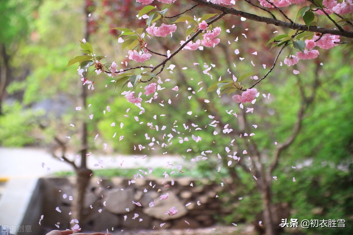 形容花开花落禅意诗（禅语花开花落的句子）