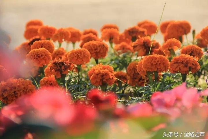 重阳节敬老诗句大全（重阳节优美简短句子）