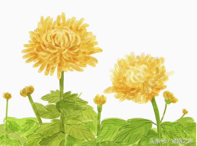 重阳节敬老诗句大全（重阳节优美简短句子）