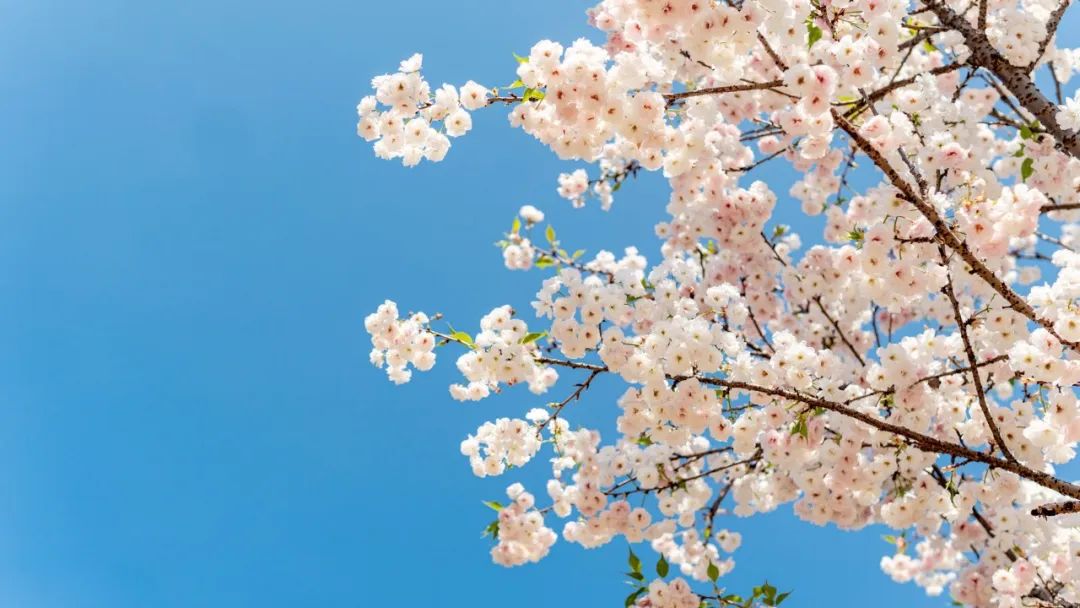 清明节诗句经典古诗（清明节优美段落摘抄）
