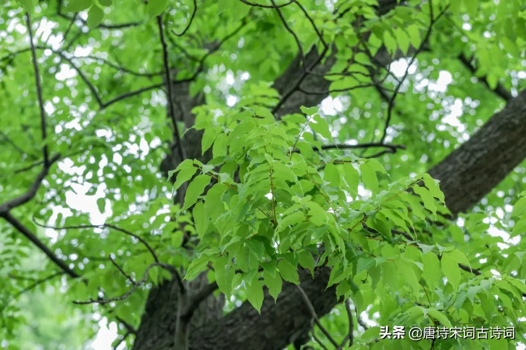 草色遥看近却无的全诗（关于草的诗句古诗）