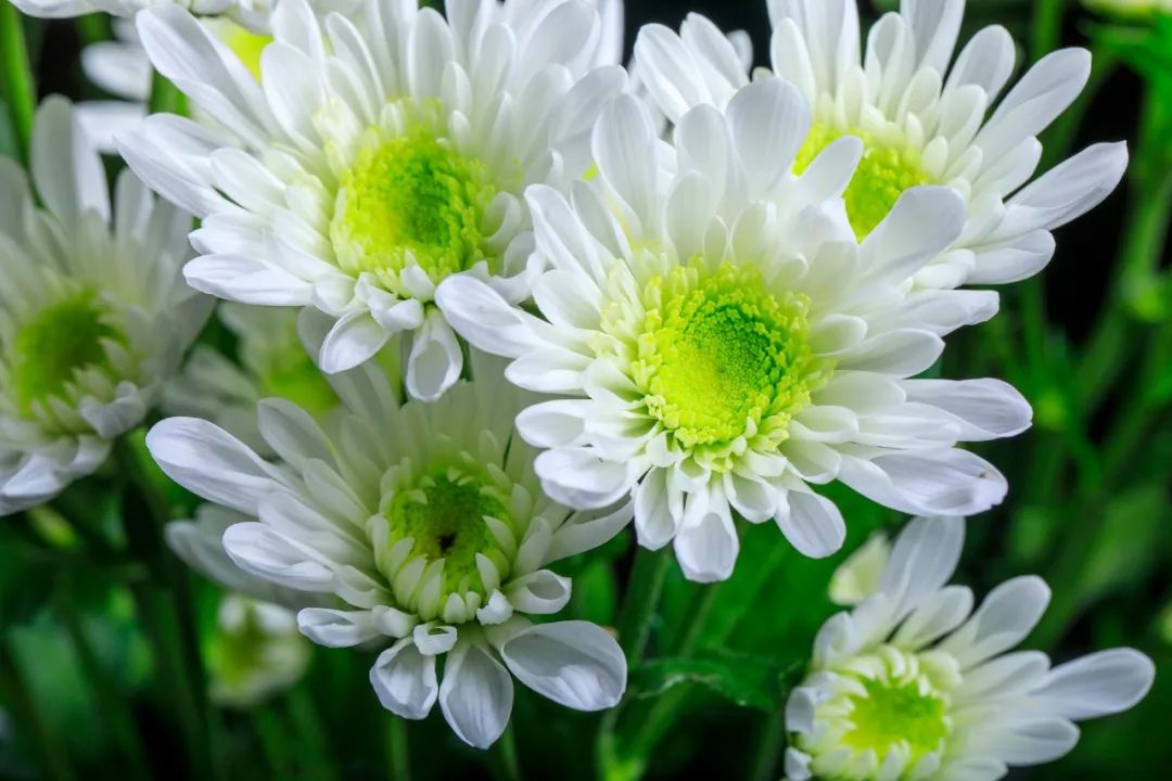 描写菊花的句子唯美短句（赞美菊花的美文佳句）