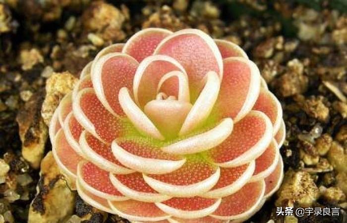 母亲节唯美祝福语大全（感恩母爱无私的唯美祝福语）