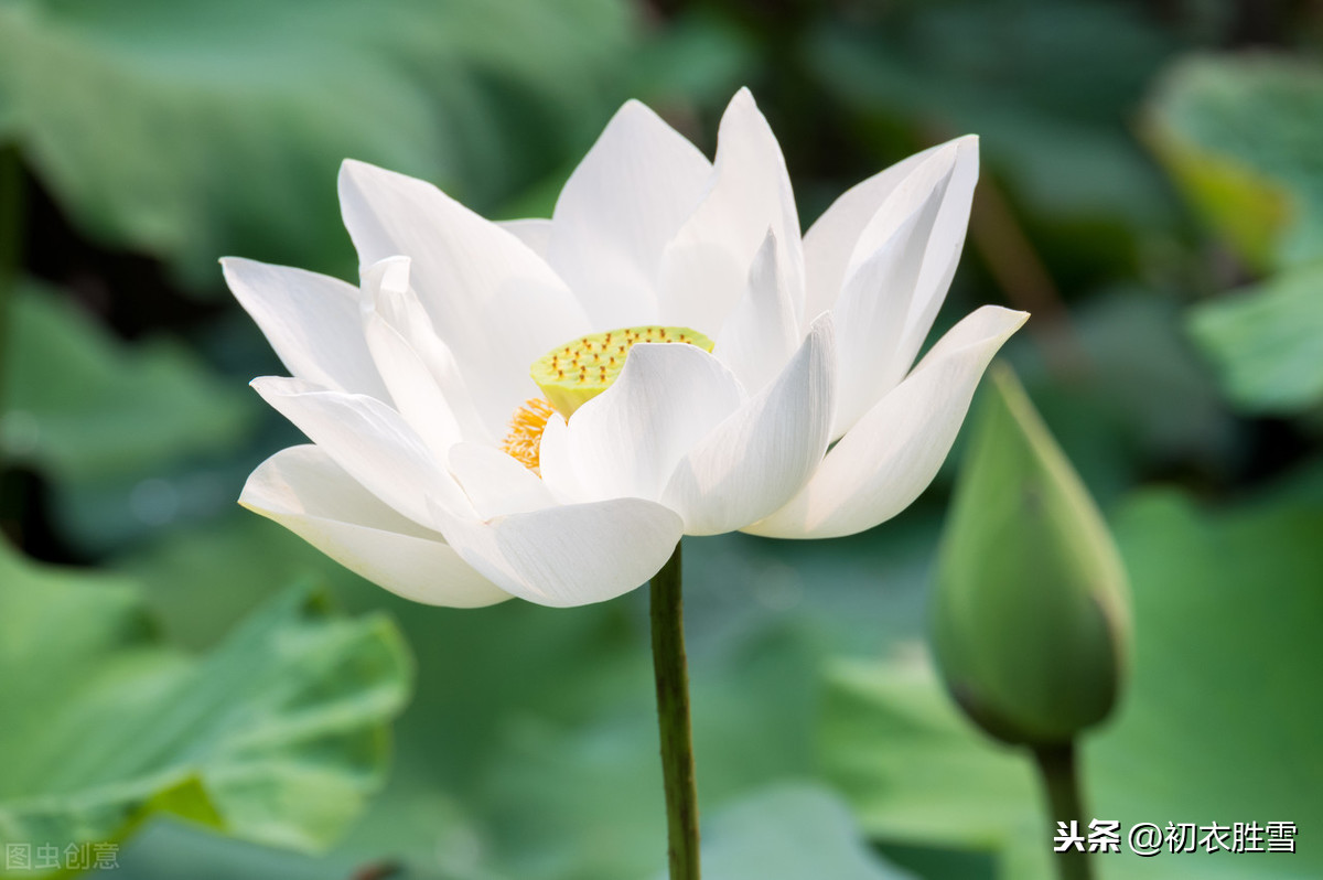 莲花的诗句古诗大全（关于莲花的古诗美句）