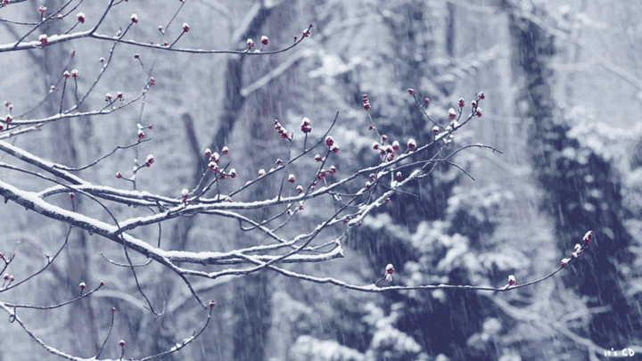 雪景句子唯美简短诗句（7首描写雪景的诗句）