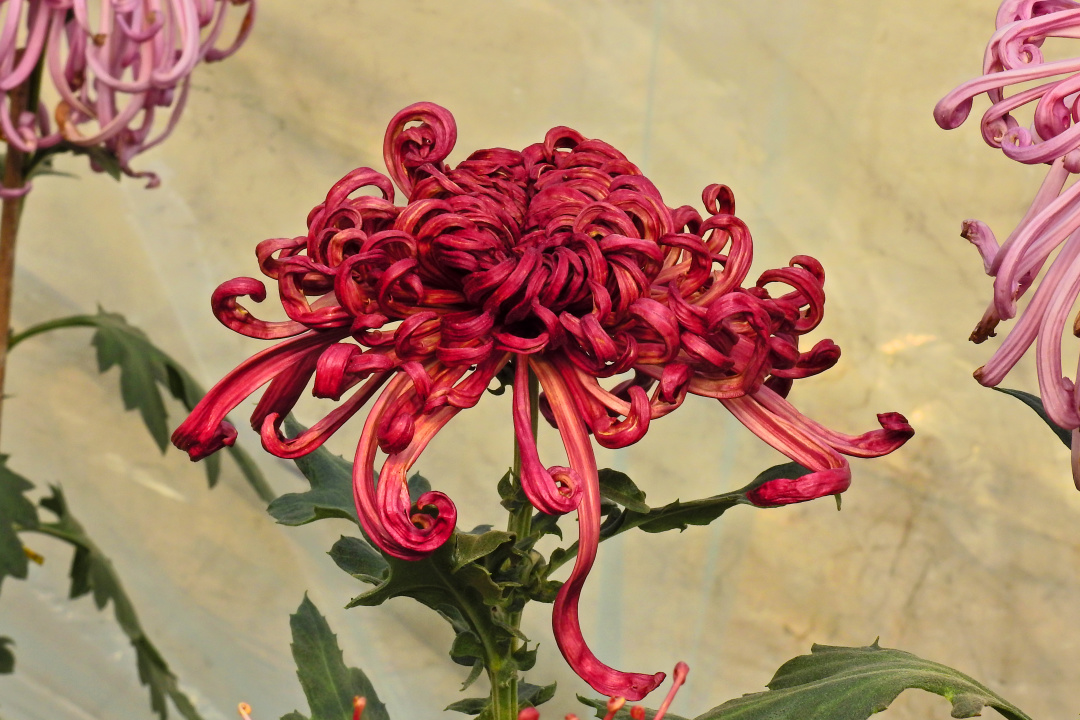 菊花元稹古诗赏析（古诗菊花的意思解释）