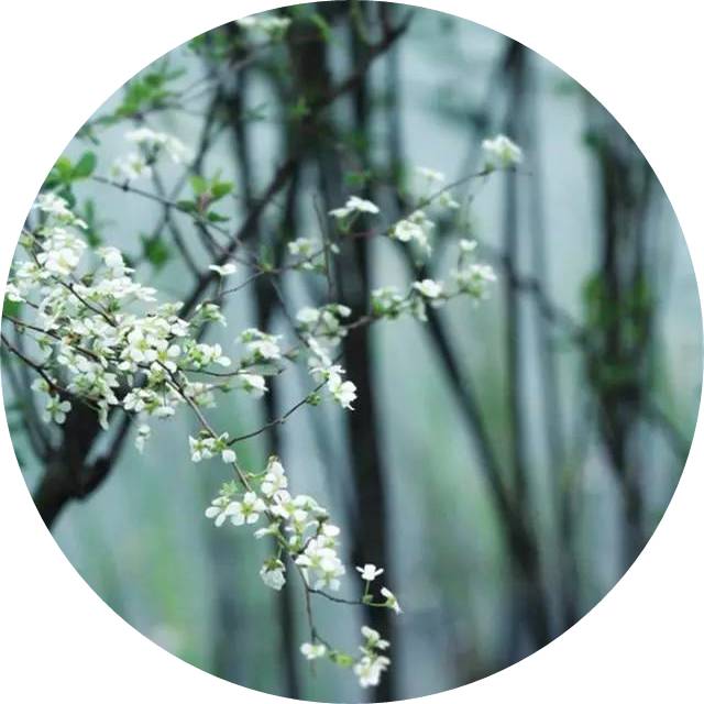 诗经中最唯美的句子及赏析（诗经中15条唯美诗句及赏析）