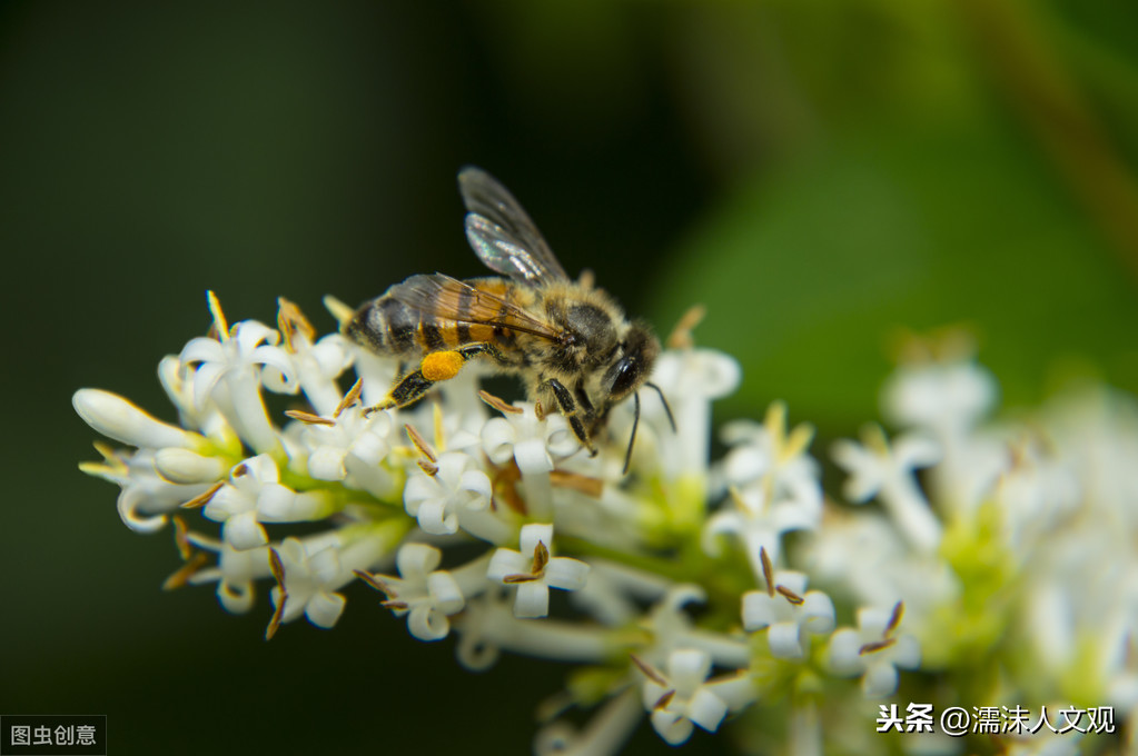 赞美蜜蜂勤劳的句子有哪些（赞美蜜蜂的3首著名古诗）