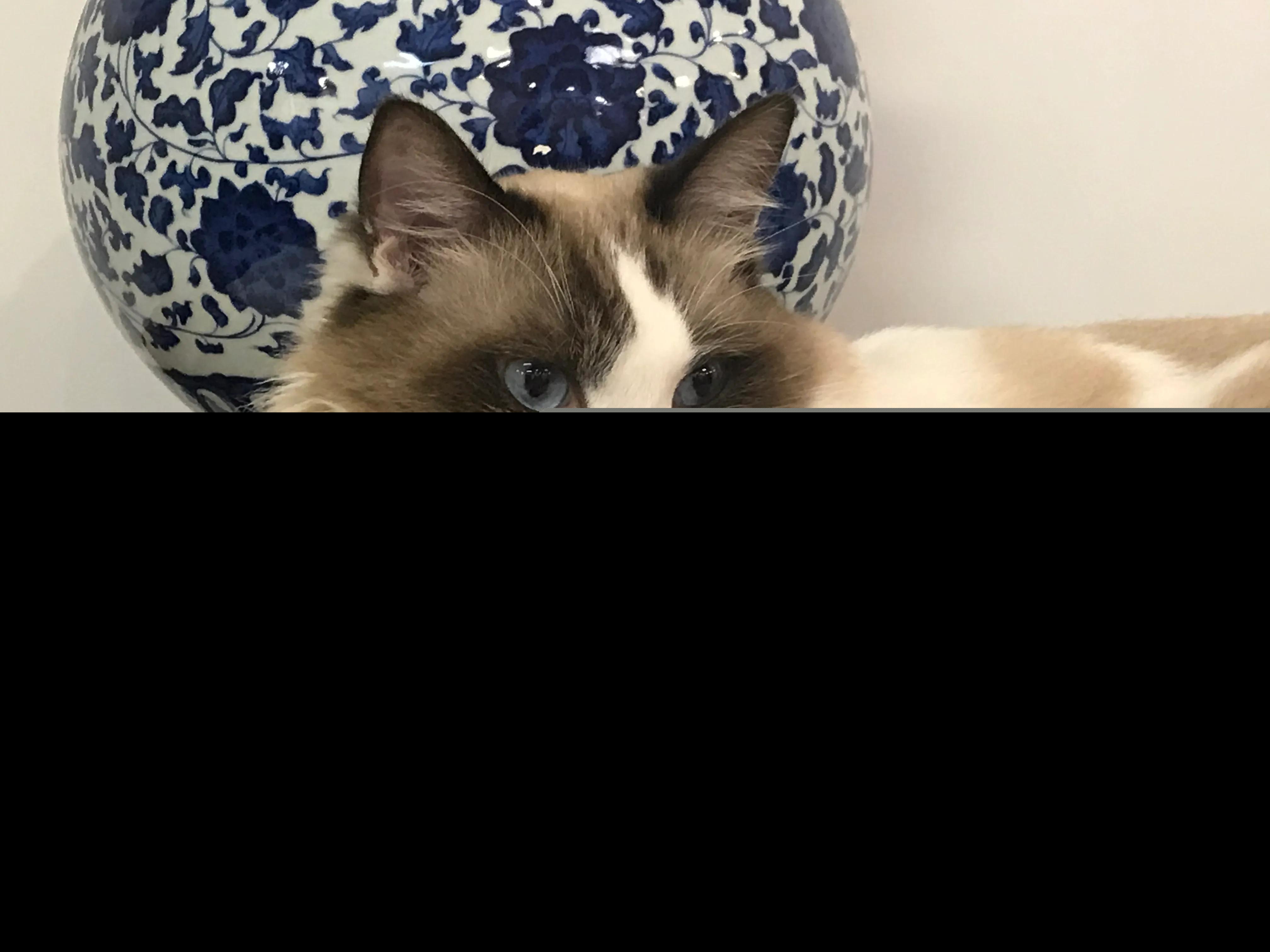 猫的样子描述写一段话（描写小猫性格特点的一段话）