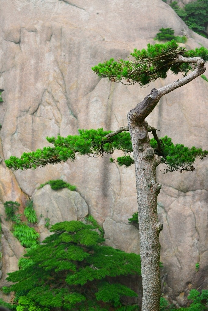 植树节名言大全（关于植树节的名诗）
