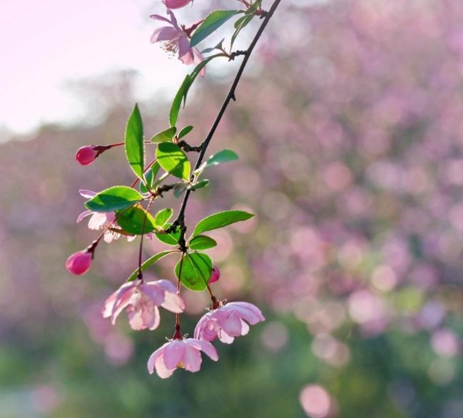 花落水流红全诗（花开花落的人生感悟）