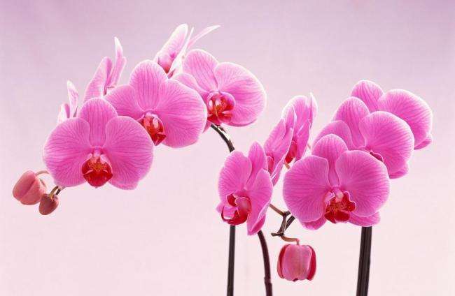 关于兰花的诗句唯美（关于兰花的经典句子）