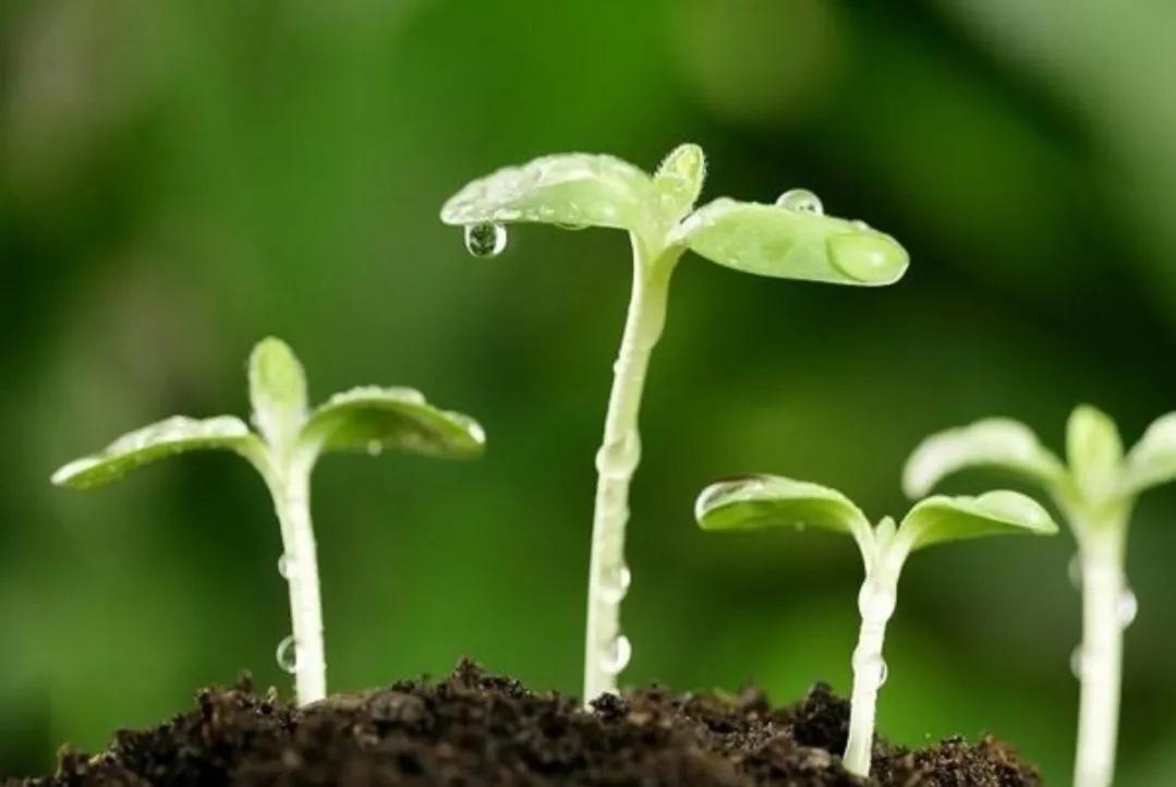 清明前后下一句谚语（清明有关的农谚语诗）