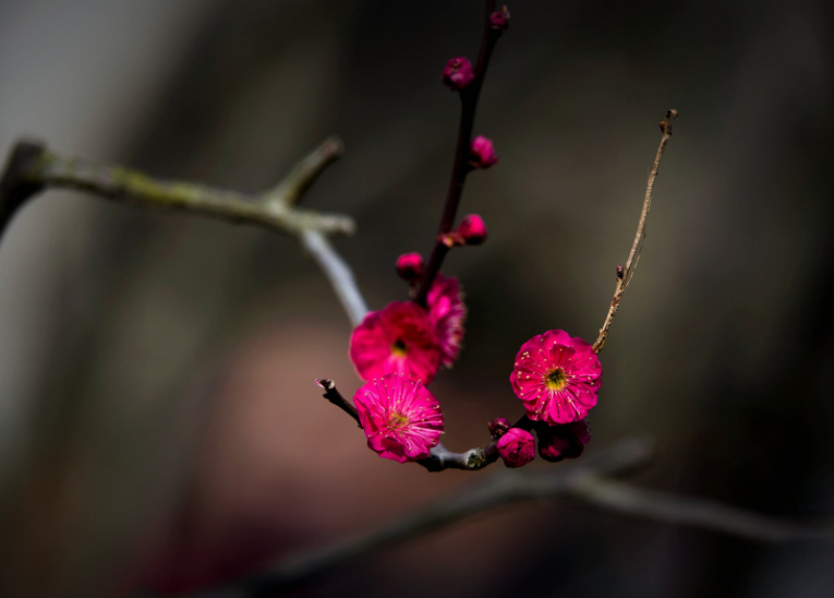 梅花诗句经典名句（关于梅花的名言名句）