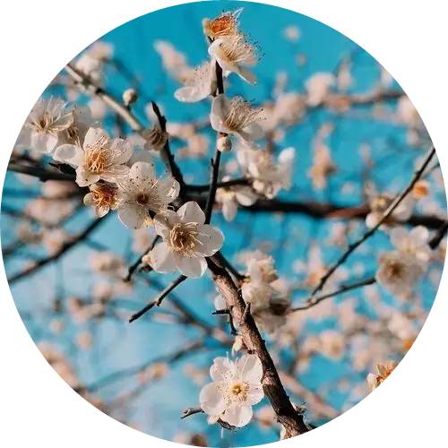 诗经中最唯美的句子及赏析（诗经中15条唯美诗句及赏析）
