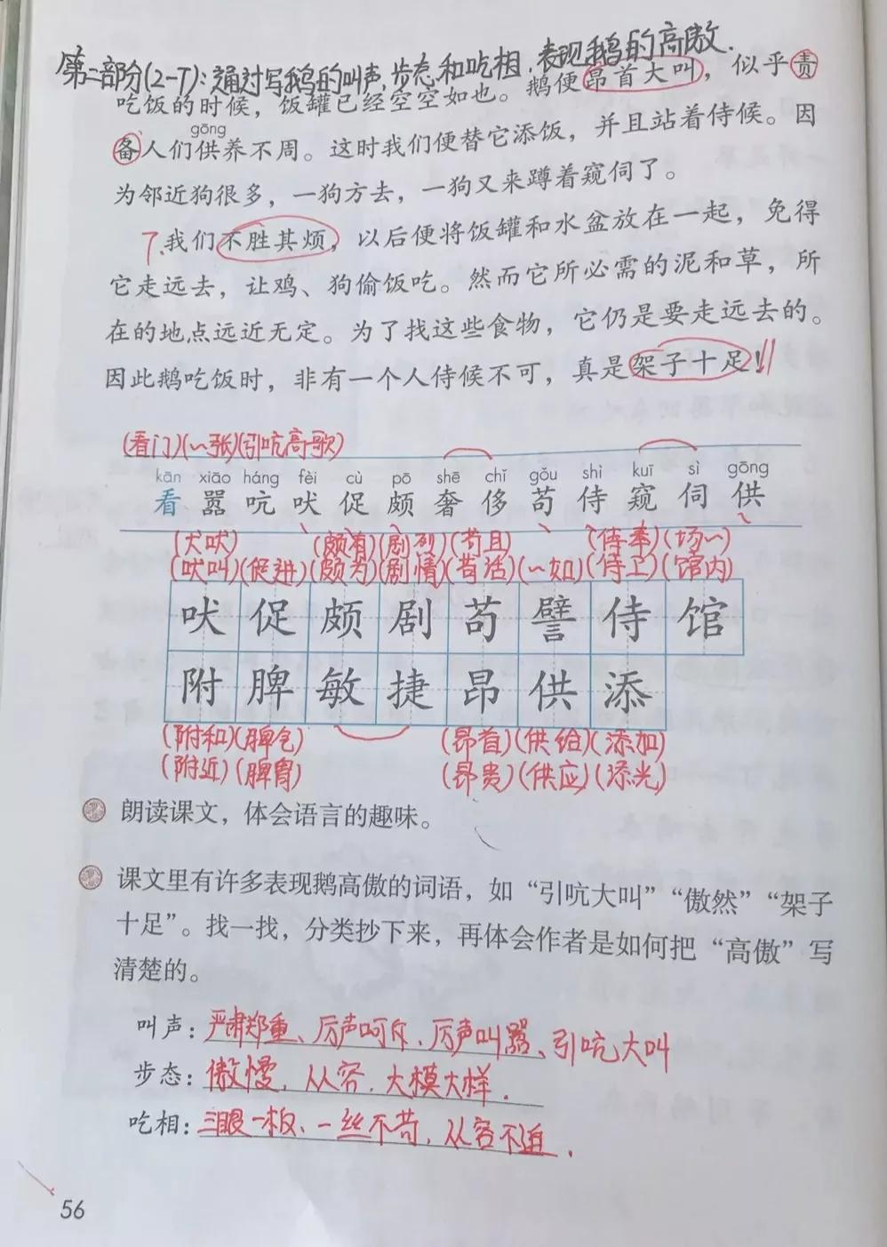 白鹅课文原文笔记（白鹅读书笔记主要内容）