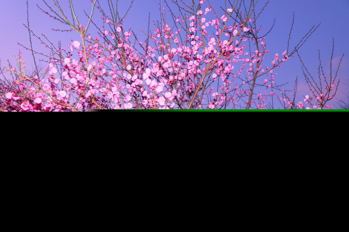杂诗王维正确拼音版其二（杂诗全文朗读和意思）