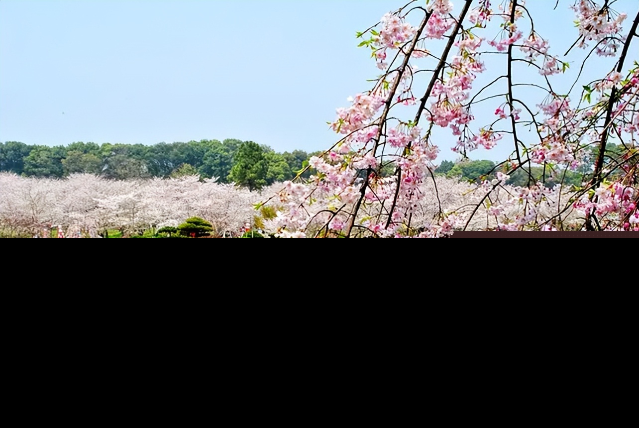 形容花朵绽放的美句（关于绽放的优美句子）