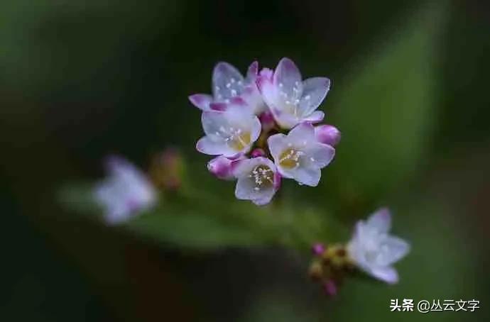 借景抒情的诗句赏析（古诗借景抒情的例子）