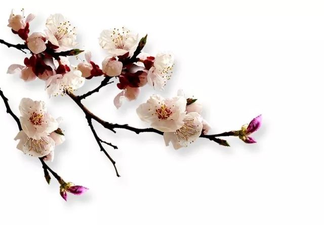 藕与莼菜主要内容（藕与莼菜好句赏析）
