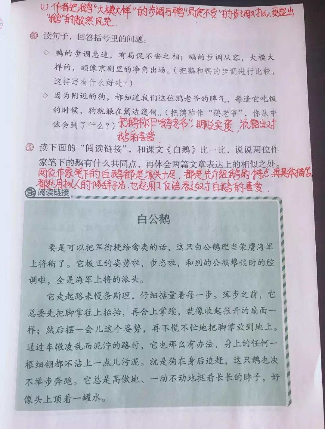 白鹅课文原文笔记（白鹅读书笔记主要内容）