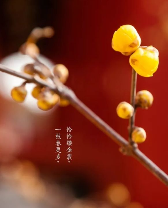 描写立春的唯美诗句（描写季节的优美句子）