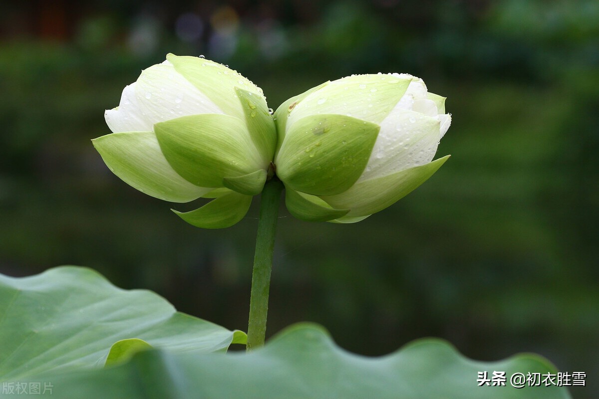 并蒂莲诗词赏析（赞美并蒂莲的说说）