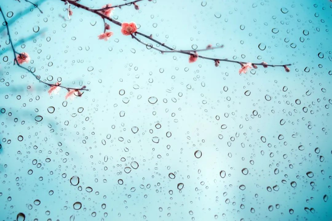梅花诗句唯美句子（美人梅的优美诗句）