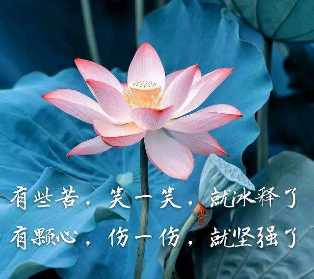 形容心里很温暖的句子（治愈系满满的正能量语录）
