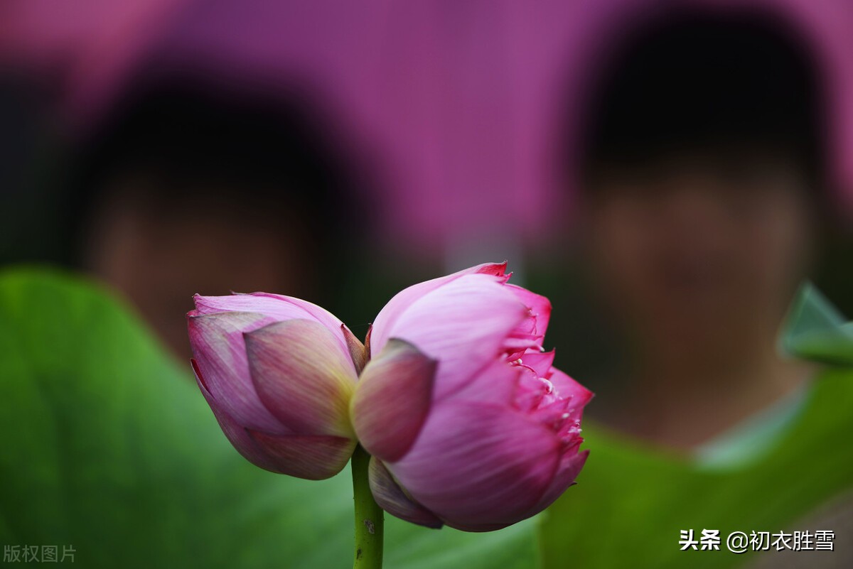 并蒂莲诗词赏析（赞美并蒂莲的说说）