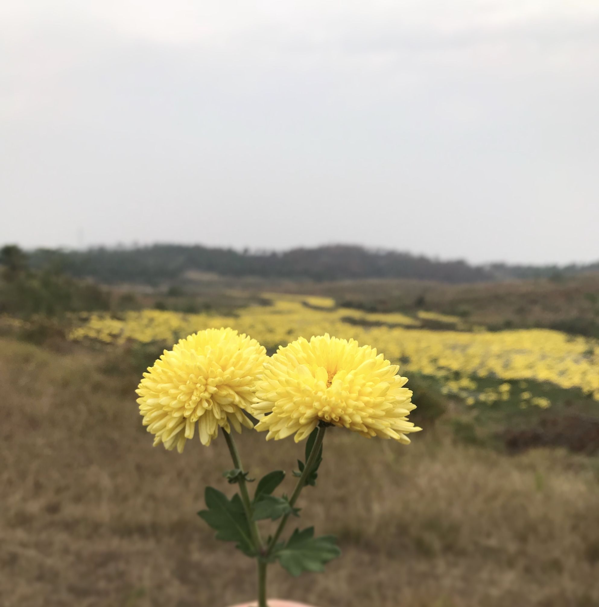 菊花古诗有哪些（10首写菊花的古诗词和赏析）