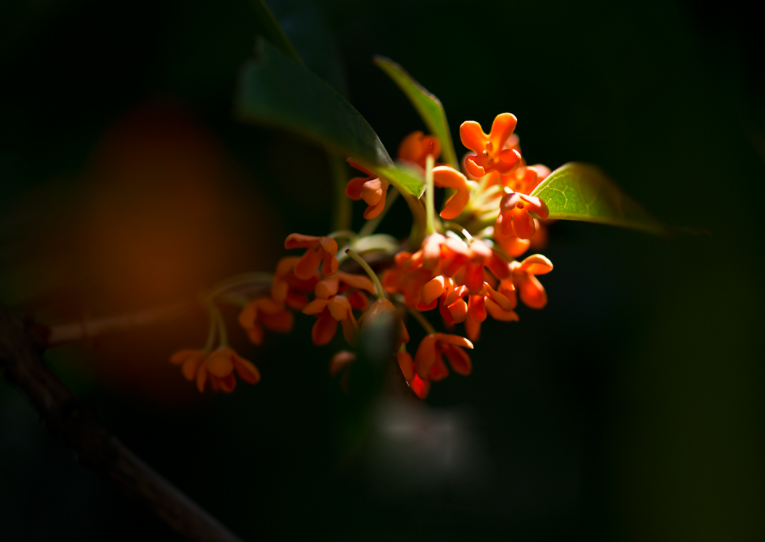 桂花香的句子唯美短句（桂花香的诗句经典名句）