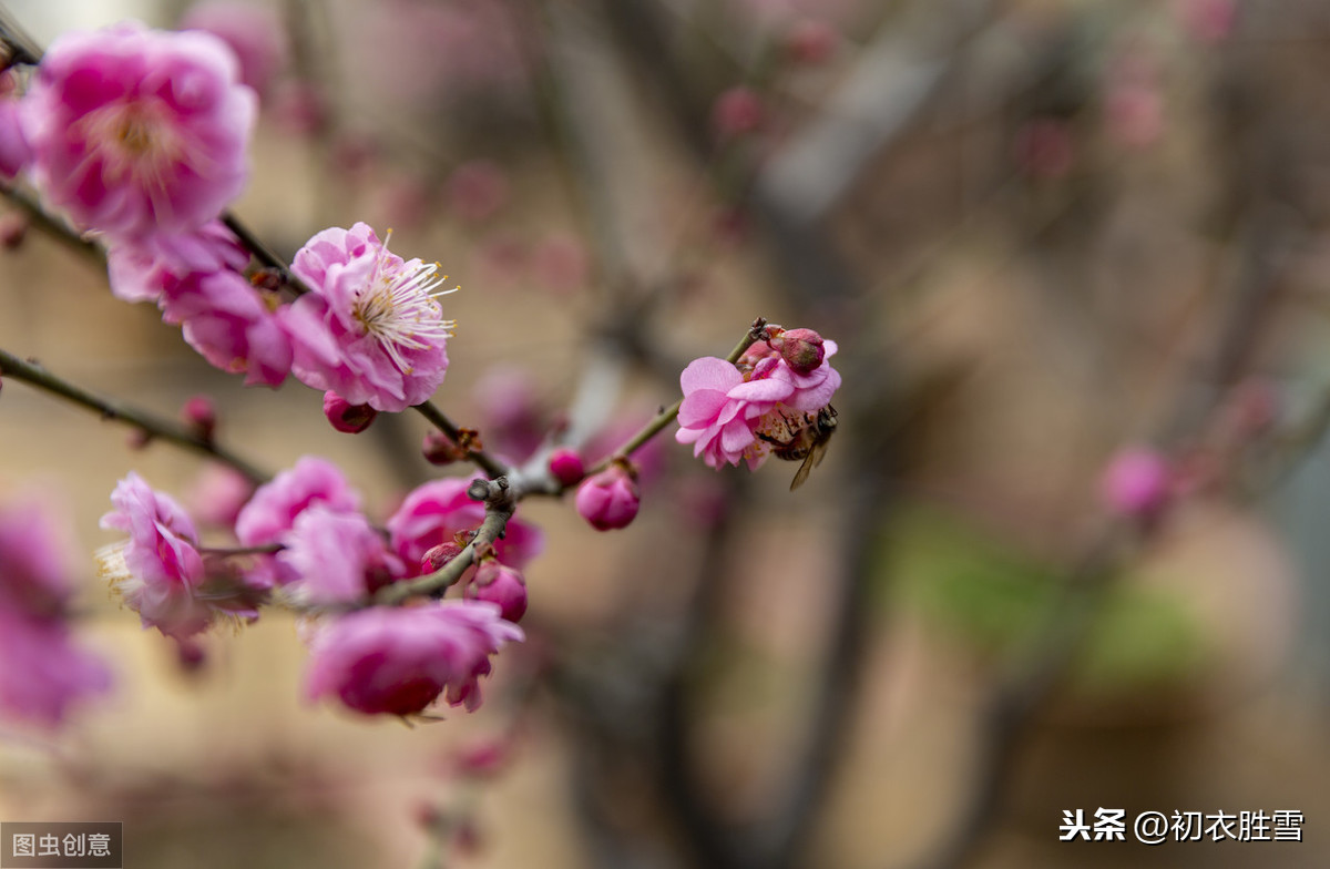 年年岁岁花相似全诗解释（代悲白头翁诗文赏析和翻译）