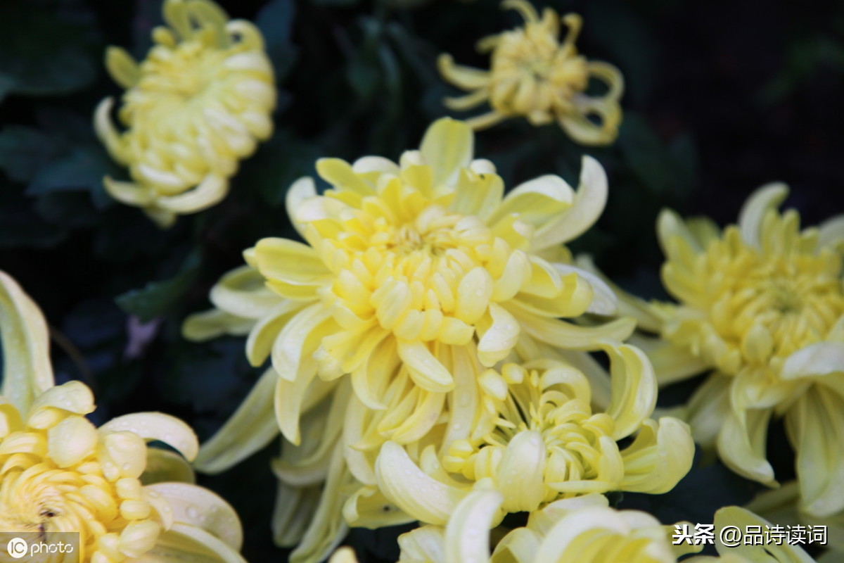 苏轼写菊花诗词名句（赵昌寒菊全诗诗意解读）