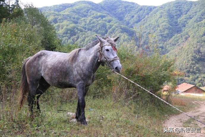 有关马的古诗句名诗（16首关于马的古诗词）