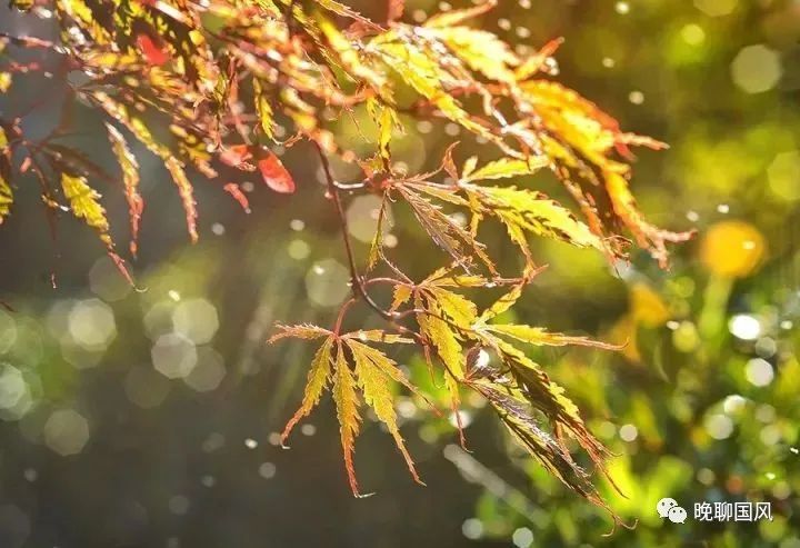 飒飒秋雨中的意思（秋雨抒情的经典语录 ）