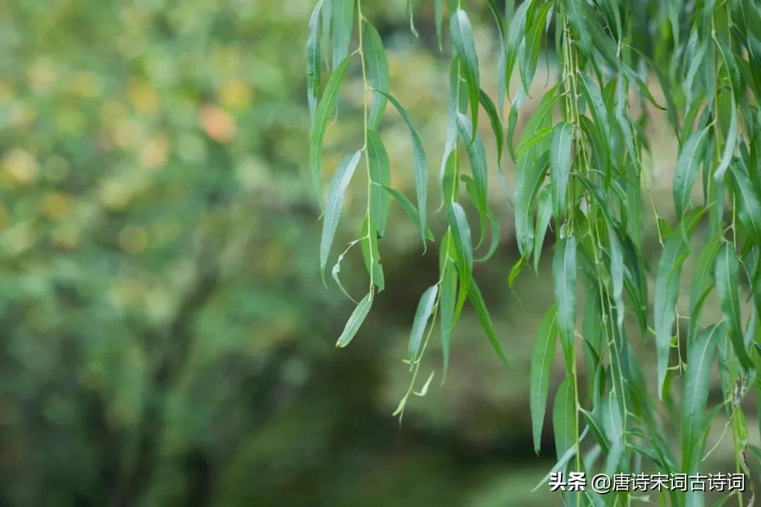 形容春风的句子优美句子（描写春风的句子唯美）