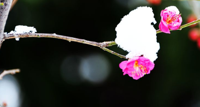 梅花的句子唯美短句（最经典的梅花诗词）