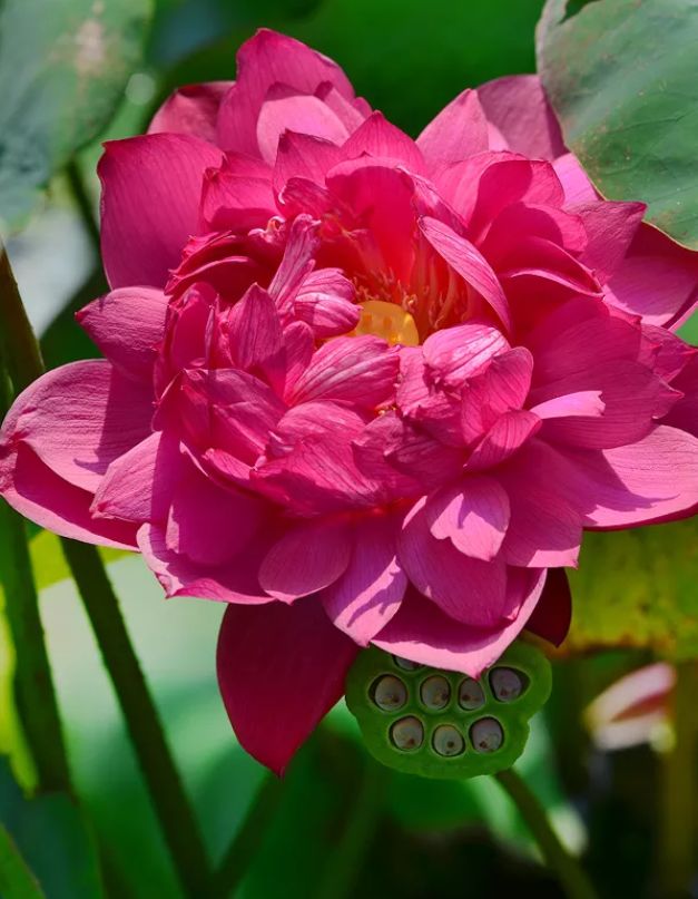 描写莲花的诗句古诗（形容莲花的高雅的诗句）