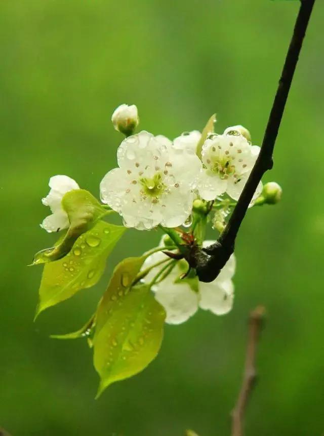 梨花颂赞美的词语（和梨花颂有关的诗词）