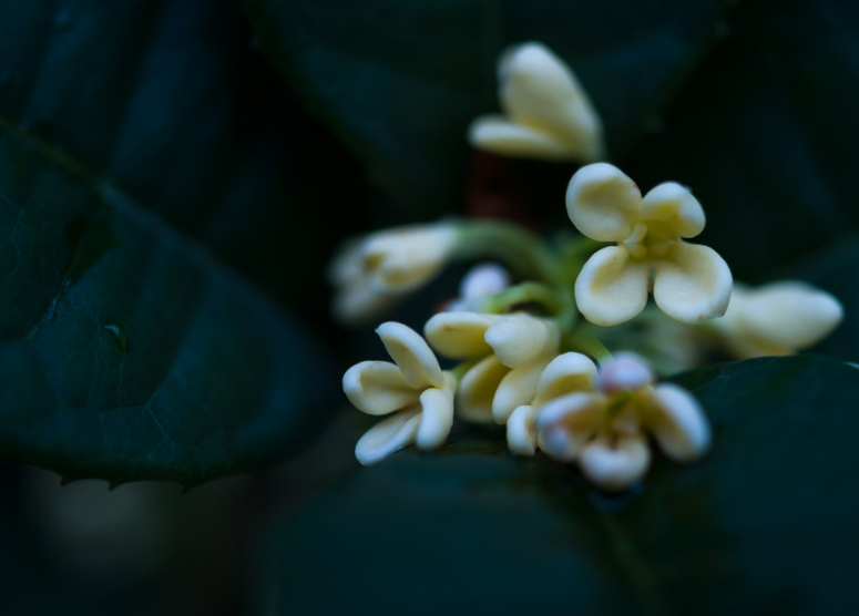 关于桂花的诗句经典（描写桂花的优美诗句大全）