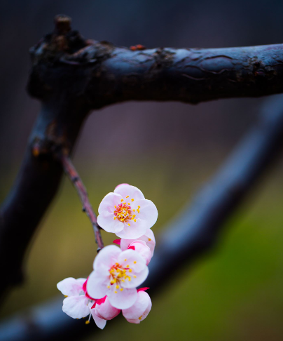 杏花的诗句古诗大全（带有杏花的古诗句）